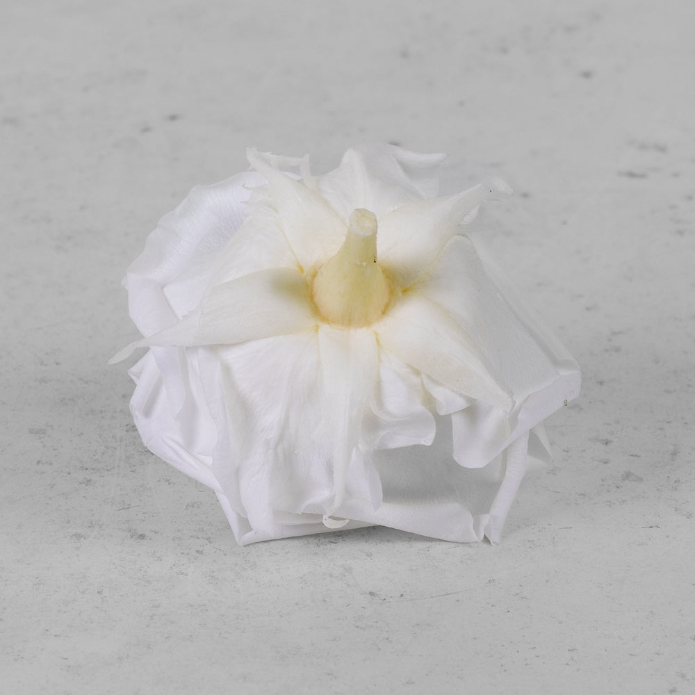 Rose Heads, Preserved, Premium, White, Box x 4