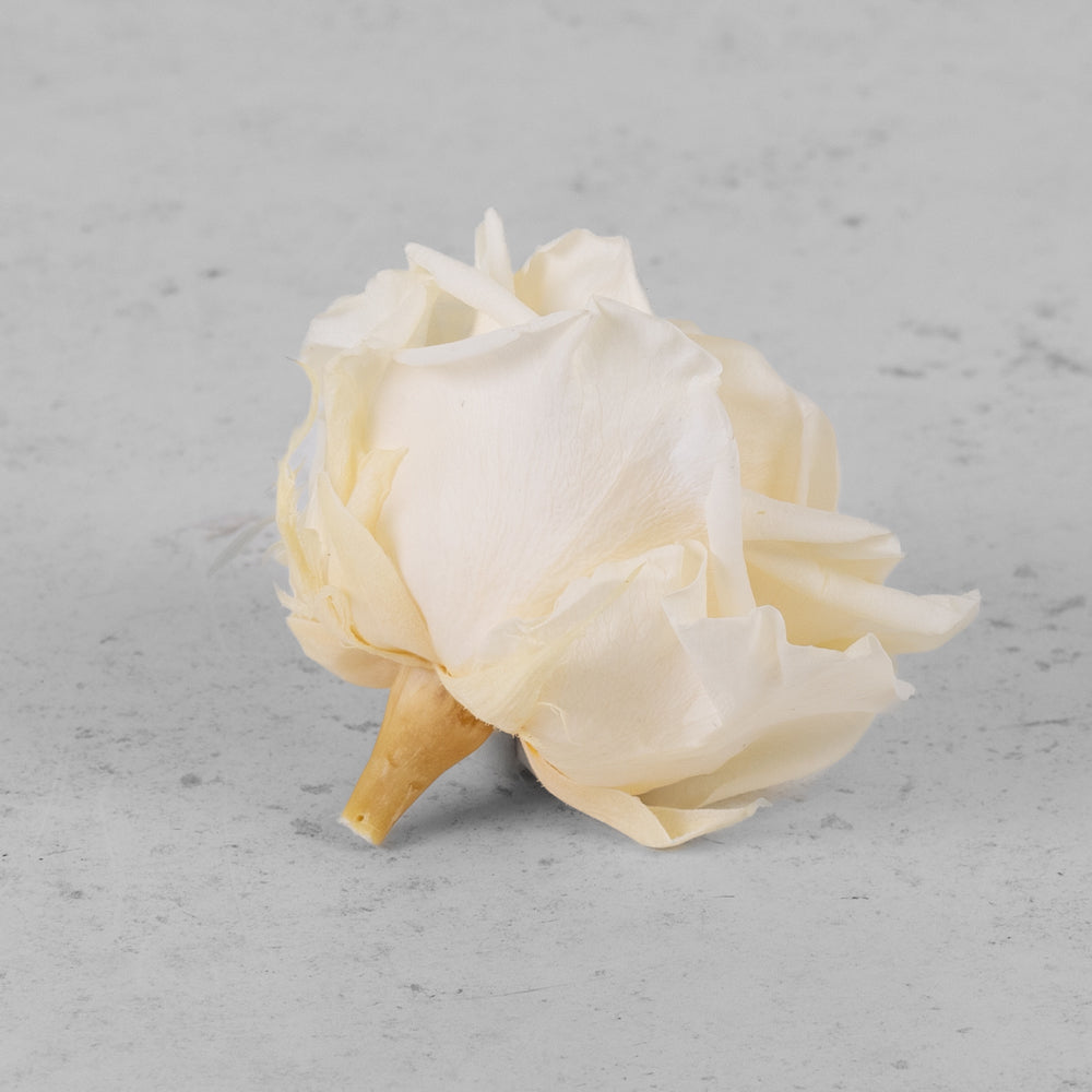 Rose Heads Preserved Premium Champagne Box 4