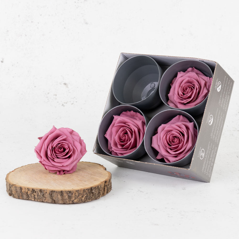 Rose Heads Preserved Prem. Cherry Vintage Box 4