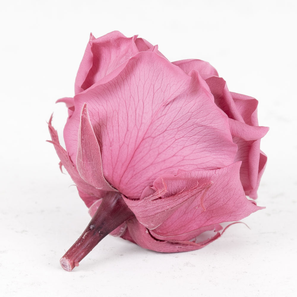 Rose Heads Preserved Prem. Cherry Vintage Box 4