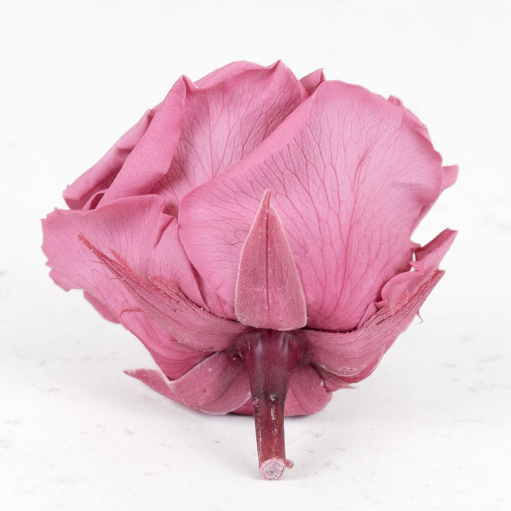 Rose Heads Preserved Prem. Cherry Vintage Box 4