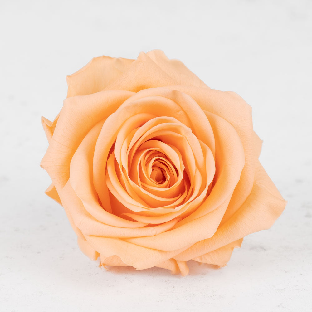 Rose Heads Preserved, Premium, Peach, Box x 4