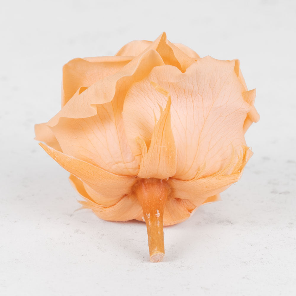 Rose Heads Preserved, Premium, Peach, Box x 4