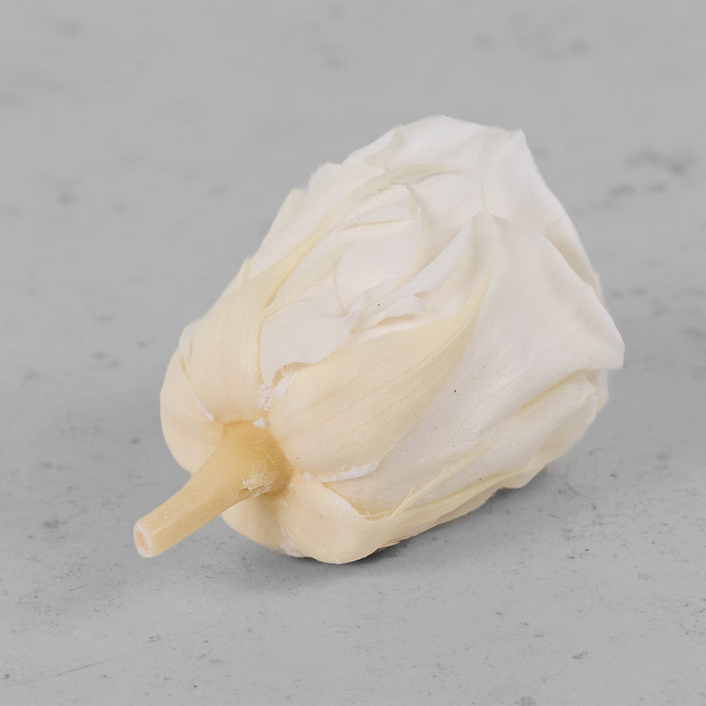 Rose Heads Preserved Medium Champagne Box 8