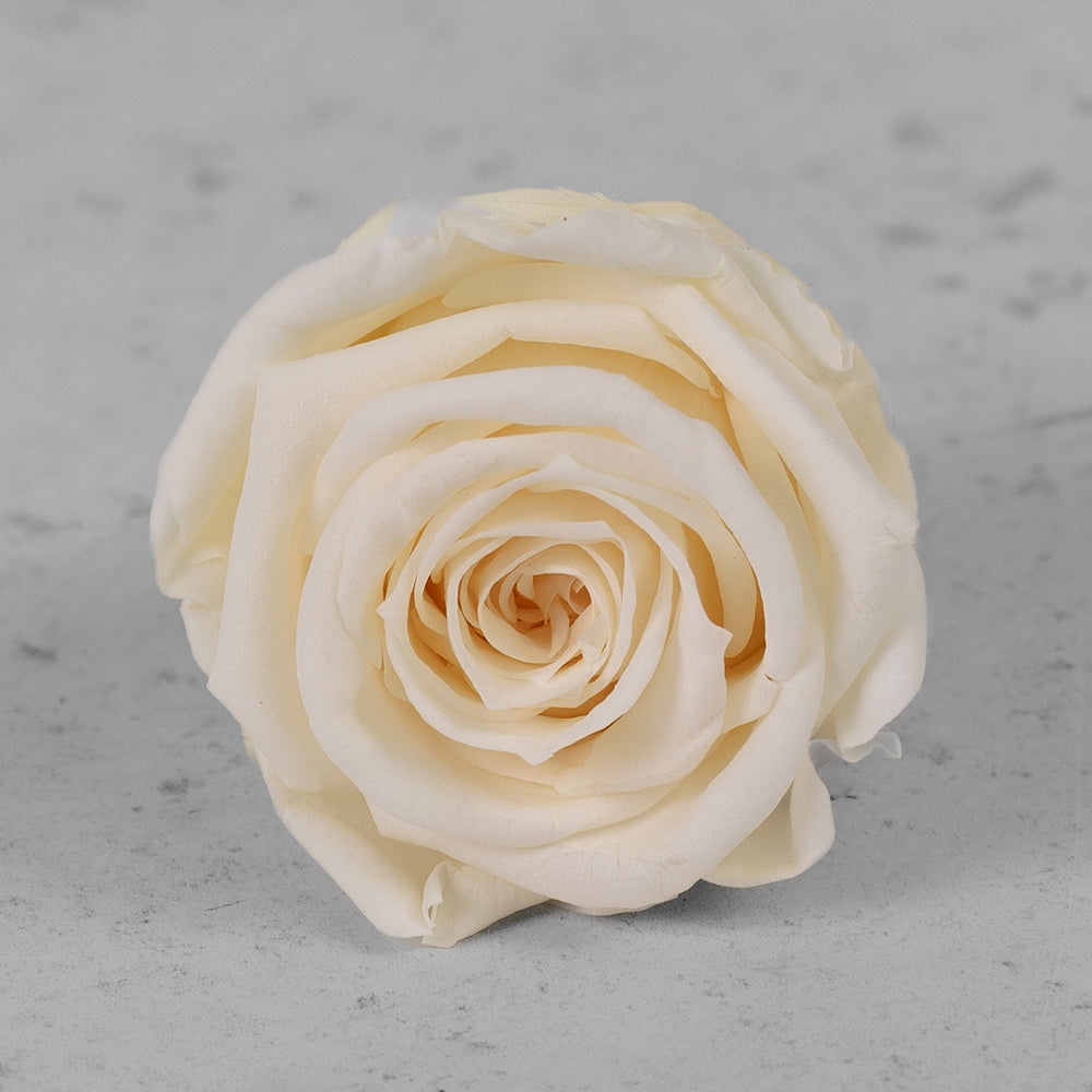 Rose Heads Preserved Medium Champagne Box 8