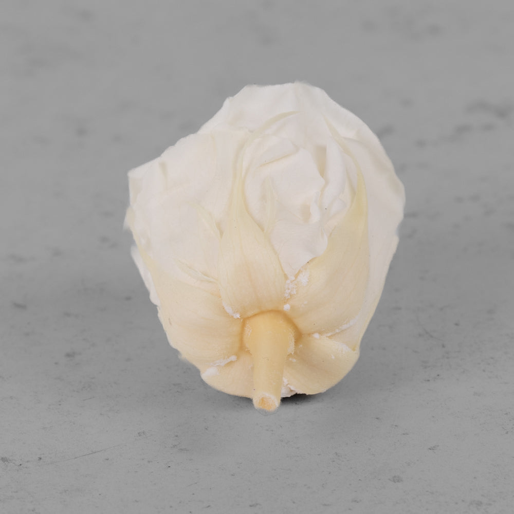 Rose Heads Preserved Medium Champagne Box 8