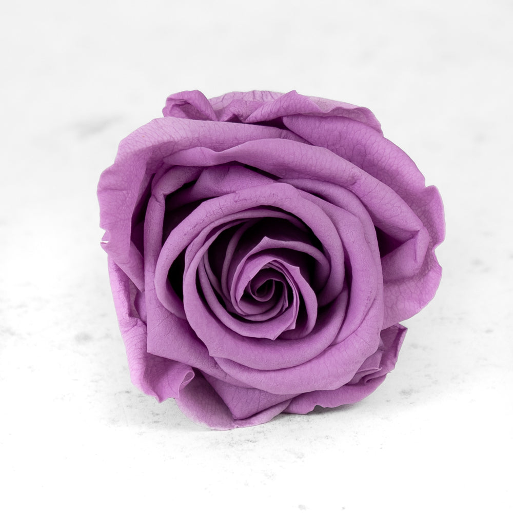 Rose Heads, Preserved, Medium, Lilac, Box 8