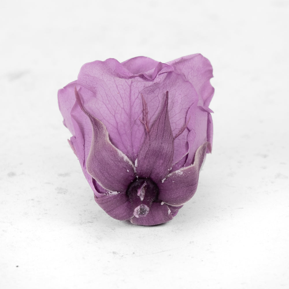 Rose Heads, Preserved, Medium, Lilac, Box 8