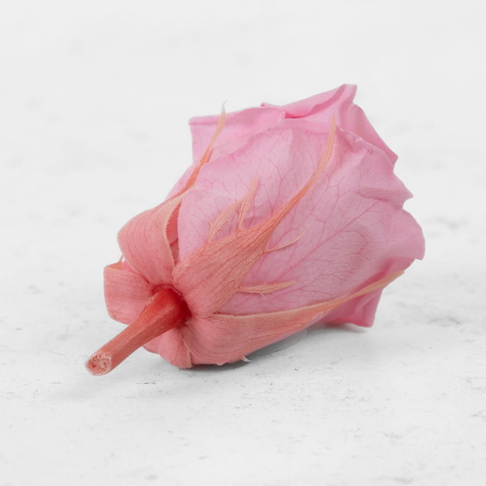 Rose Heads Preserved Medium Pastel Pink Box 8