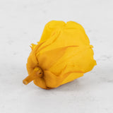 A rear view of a premium, preserved yellow rose head.