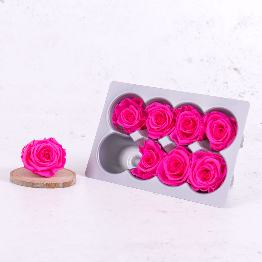 Rose Heads Preserved Med Bright Pink Box 8