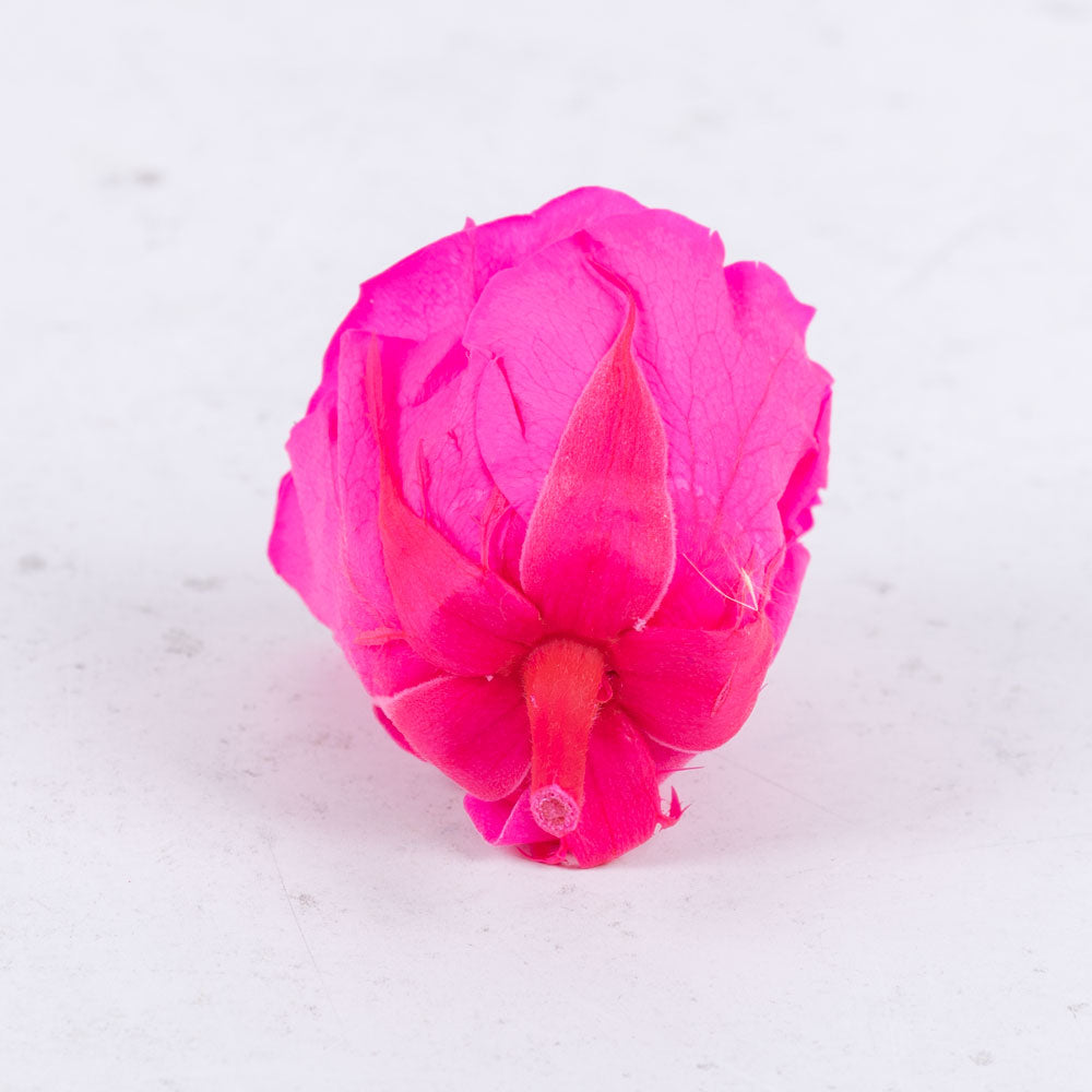 Rose Heads Preserved Med Bright Pink Box 8