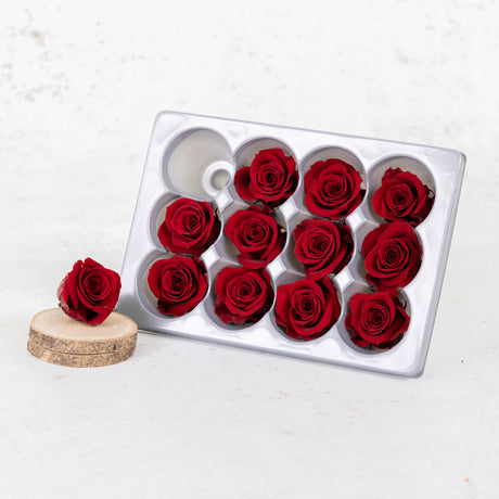 Rose Heads, Preserved, Mini, Burgundy, Box 12