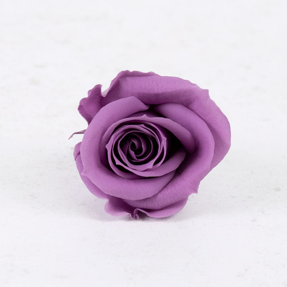 Rose Heads, Preserved, Mini, Lilac, Box 12