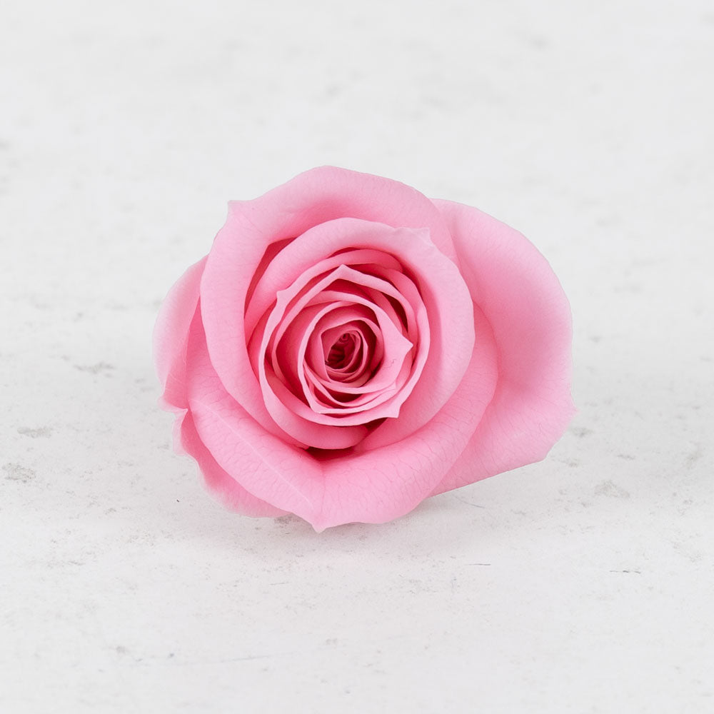 Rose Heads, Preserved, Mini, Pastel Pink, Box 12