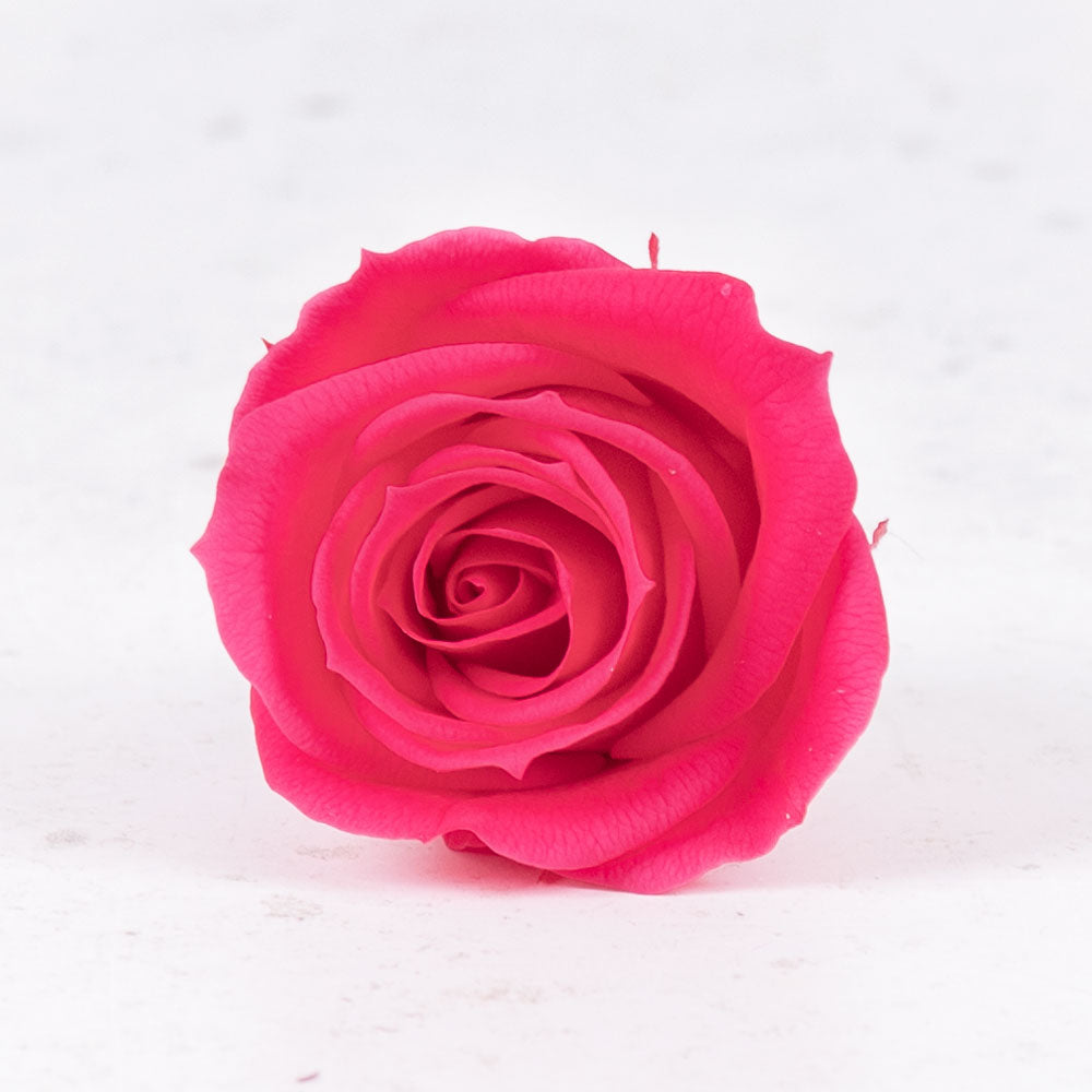 Rose Heads, Preserved, Mini, Dark Pink, Box 12