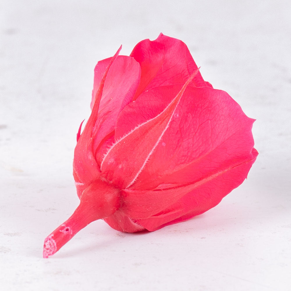 Rose Heads, Preserved, Mini, Dark Pink, Box 12