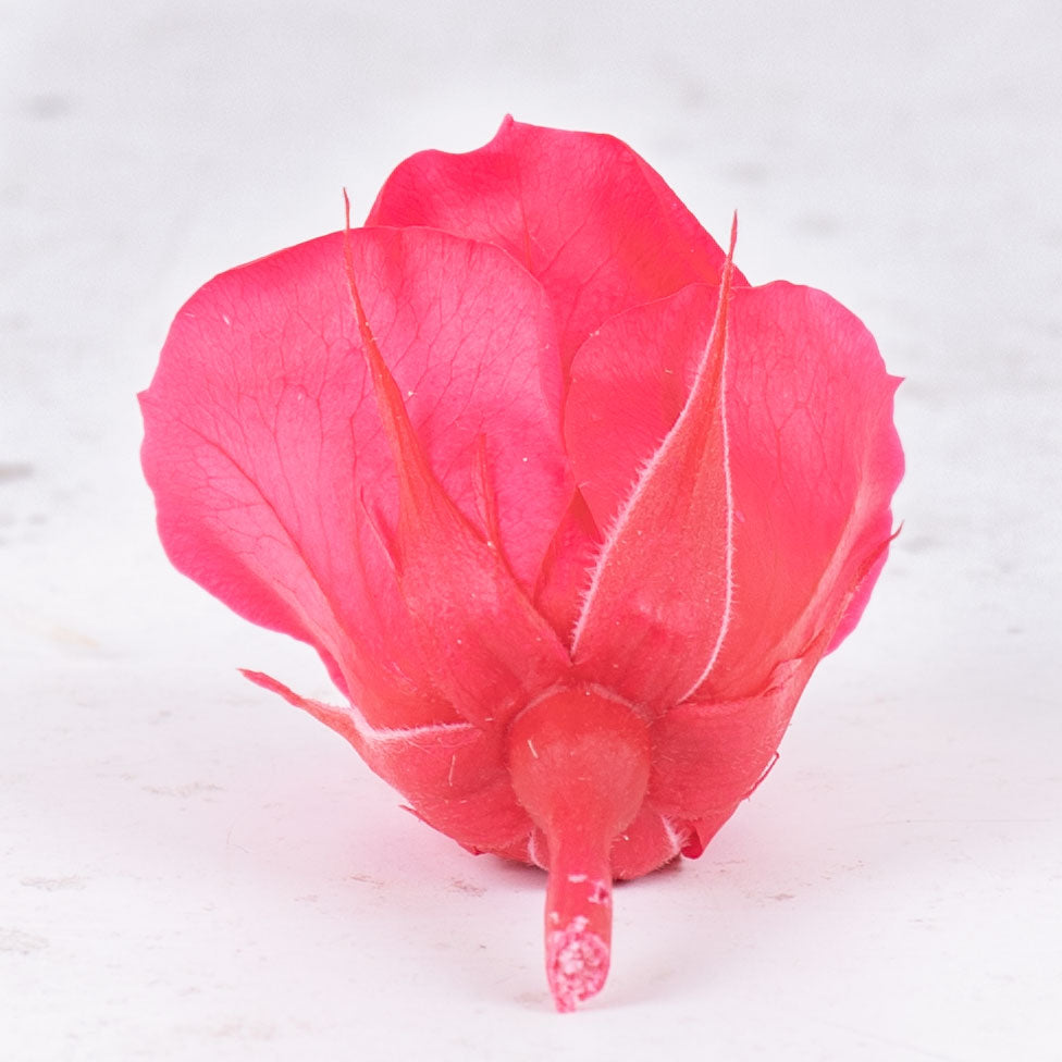 Rose Heads, Preserved, Mini, Dark Pink, Box 12