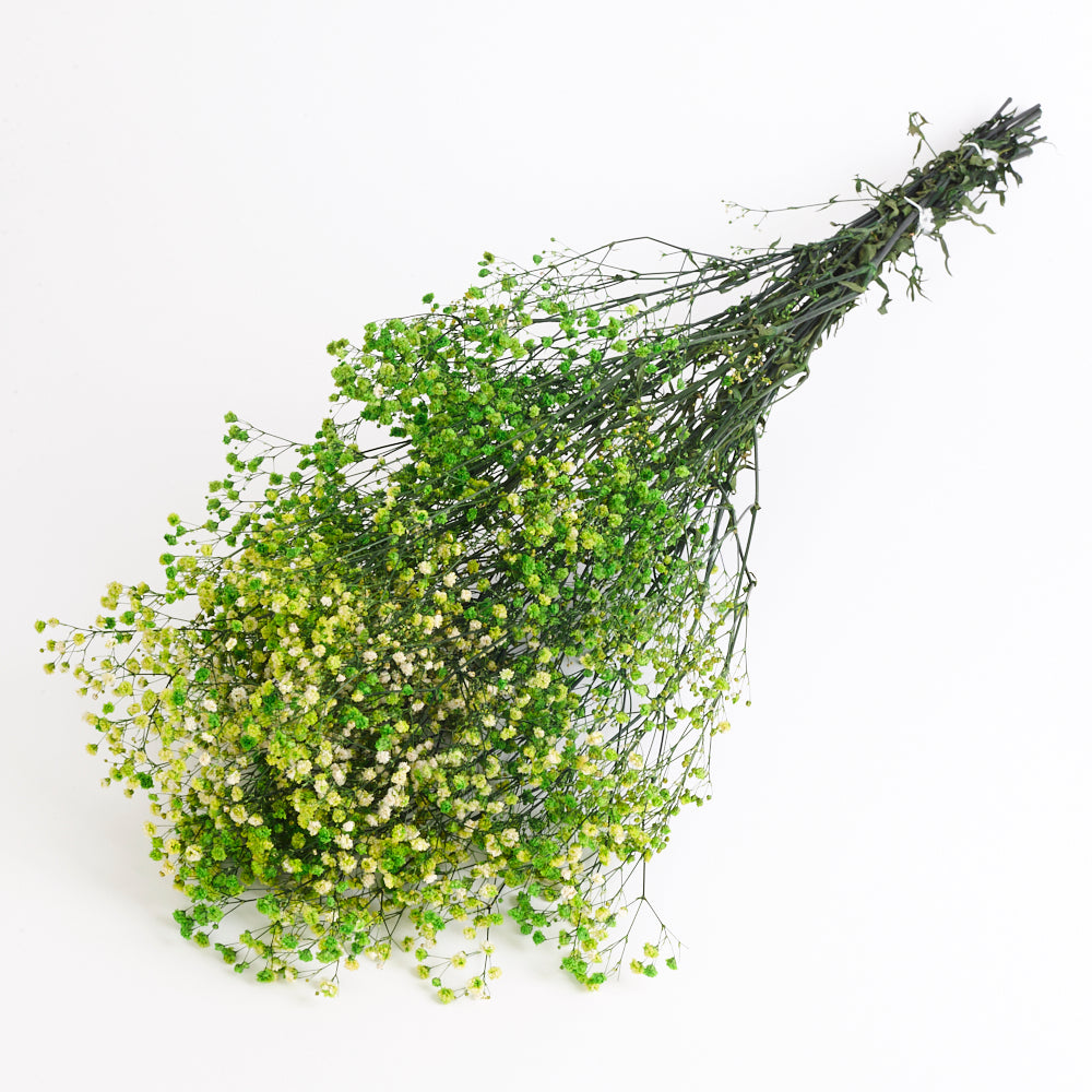Gypsophila (Verdissimo), Preserved, Lime Green, 100g