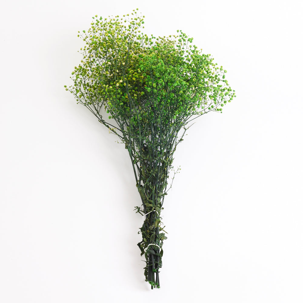 Gypsophila (Verdissimo), Preserved, Lime Green, 100g