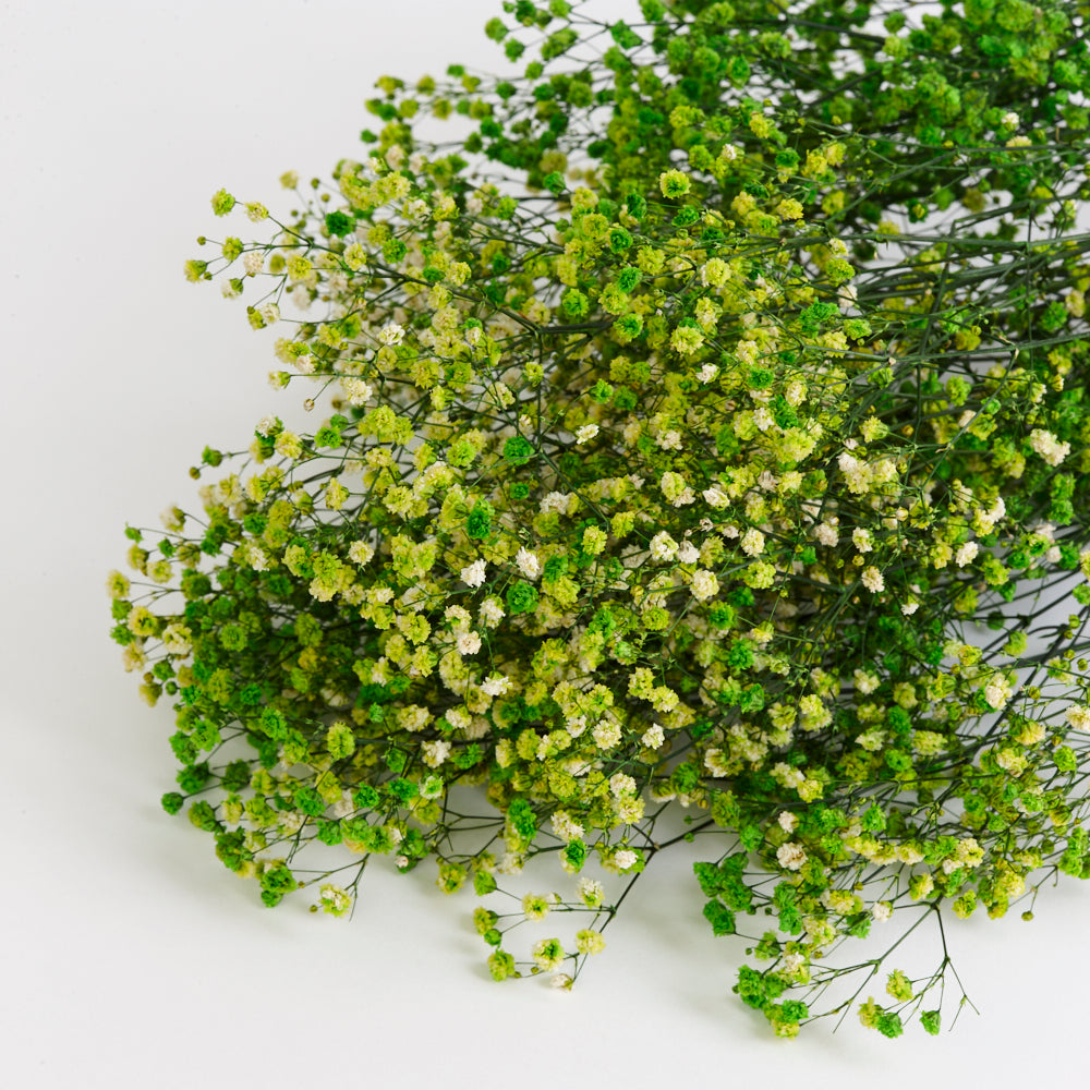 Gypsophila (Verdissimo), Preserved, Lime Green, 100g
