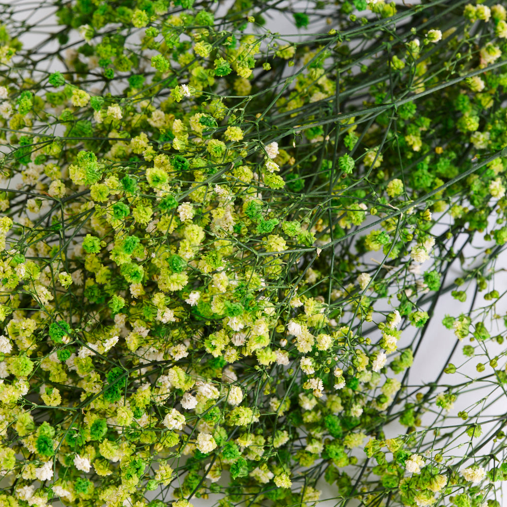 Gypsophila (Verdissimo), Preserved, Lime Green, 100g