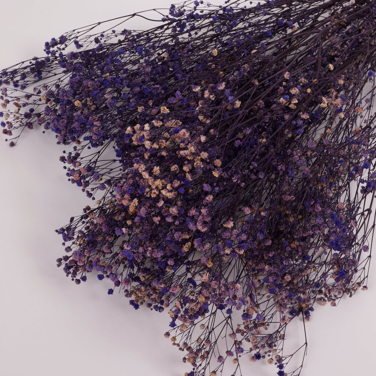 Gypsophila (Verdissimo), Preserved, Purple, 100g