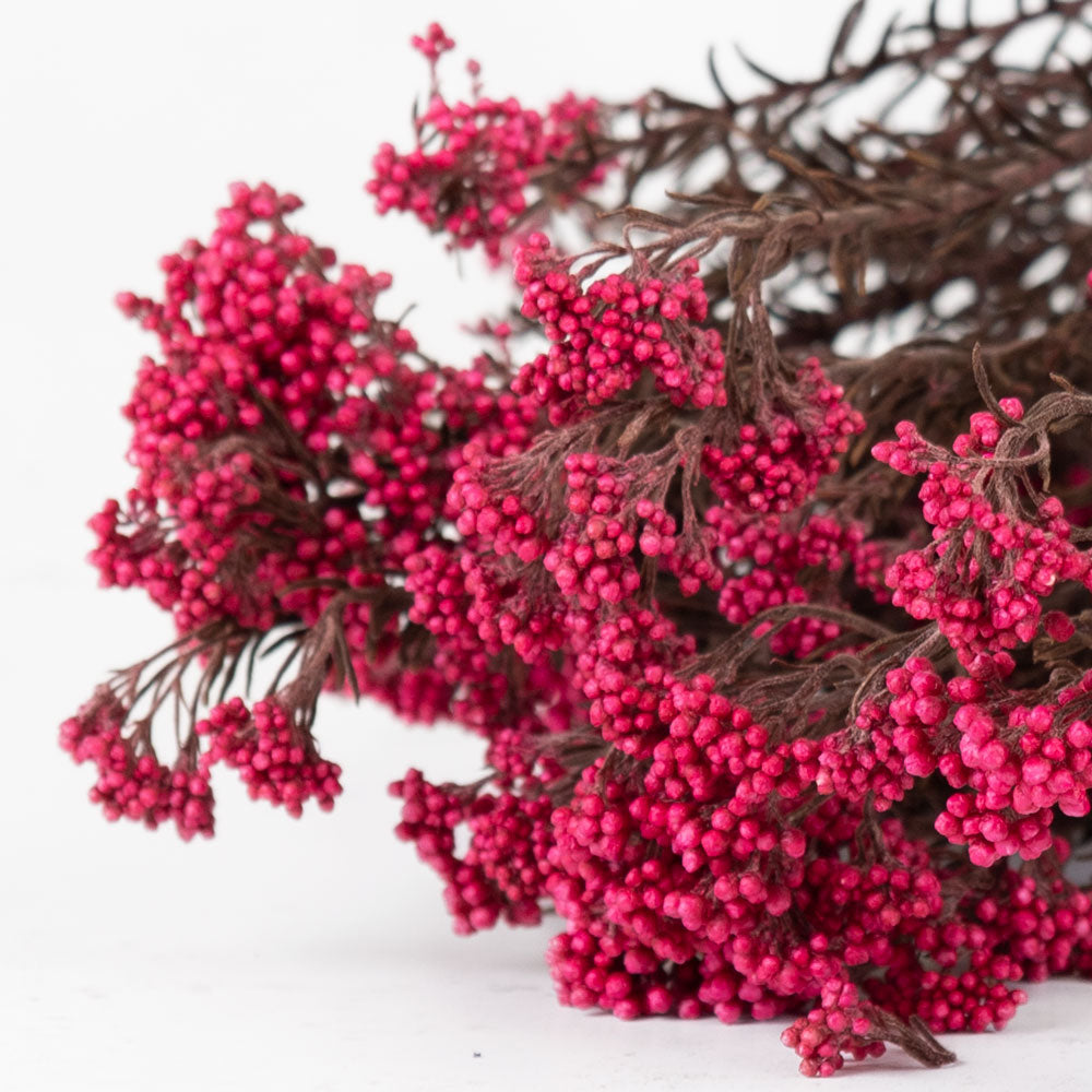 Diosmi (Rice Flower), Pres., Pink Begonia, 120g