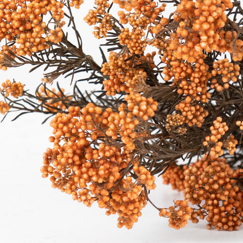 Diosmi (Rice Flower), Pres. Peach, 120g