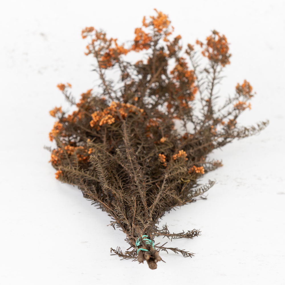 Diosmi (Rice Flower), Pres. Peach, 120g