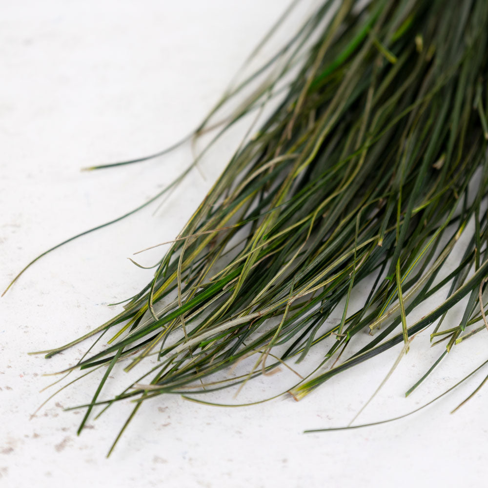 Bear Grass, Preserved, Green, 100g