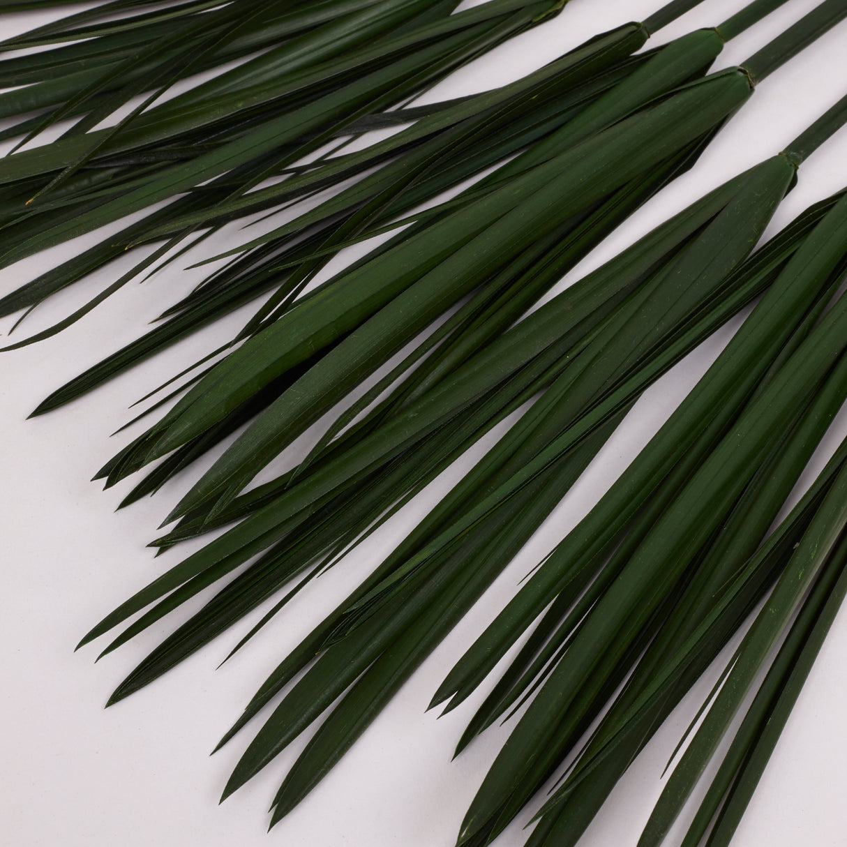 Papyrus, Preserved, Green, Bunch x 10 Stems