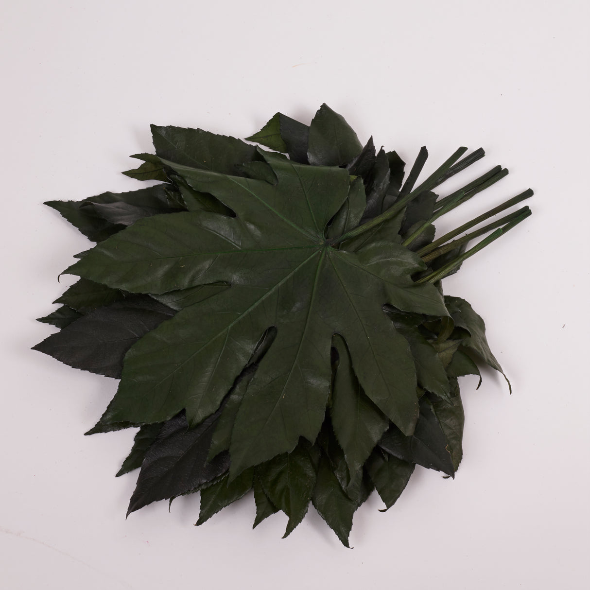 Aralia Leaves, Preserved, Green, 15-25cm x 10