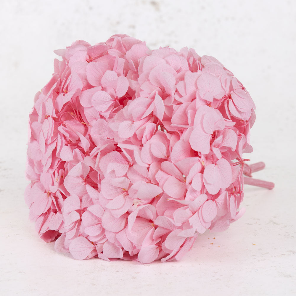 Hydrangea, Preserved, Pastel Pink, Bunch