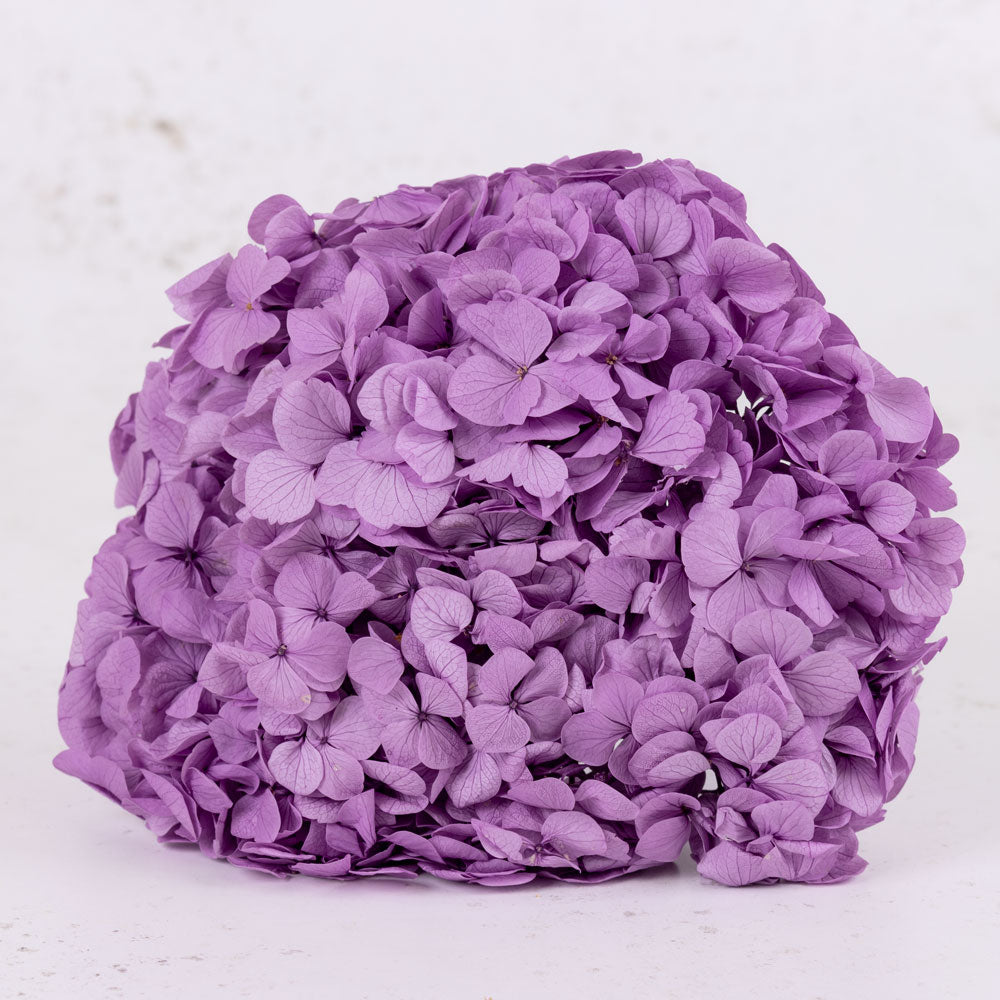Hydrangea, Verdissimo Premium, Lavender
