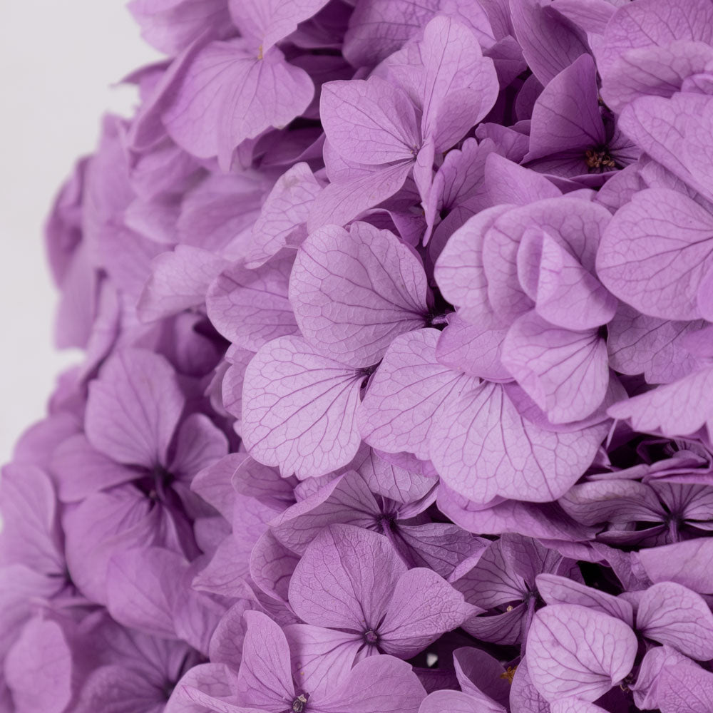 Hydrangea, Verdissimo Premium, Lavender