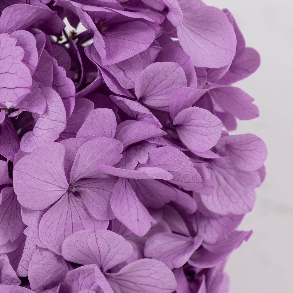 Hydrangea, Verdissimo Premium, Lavender