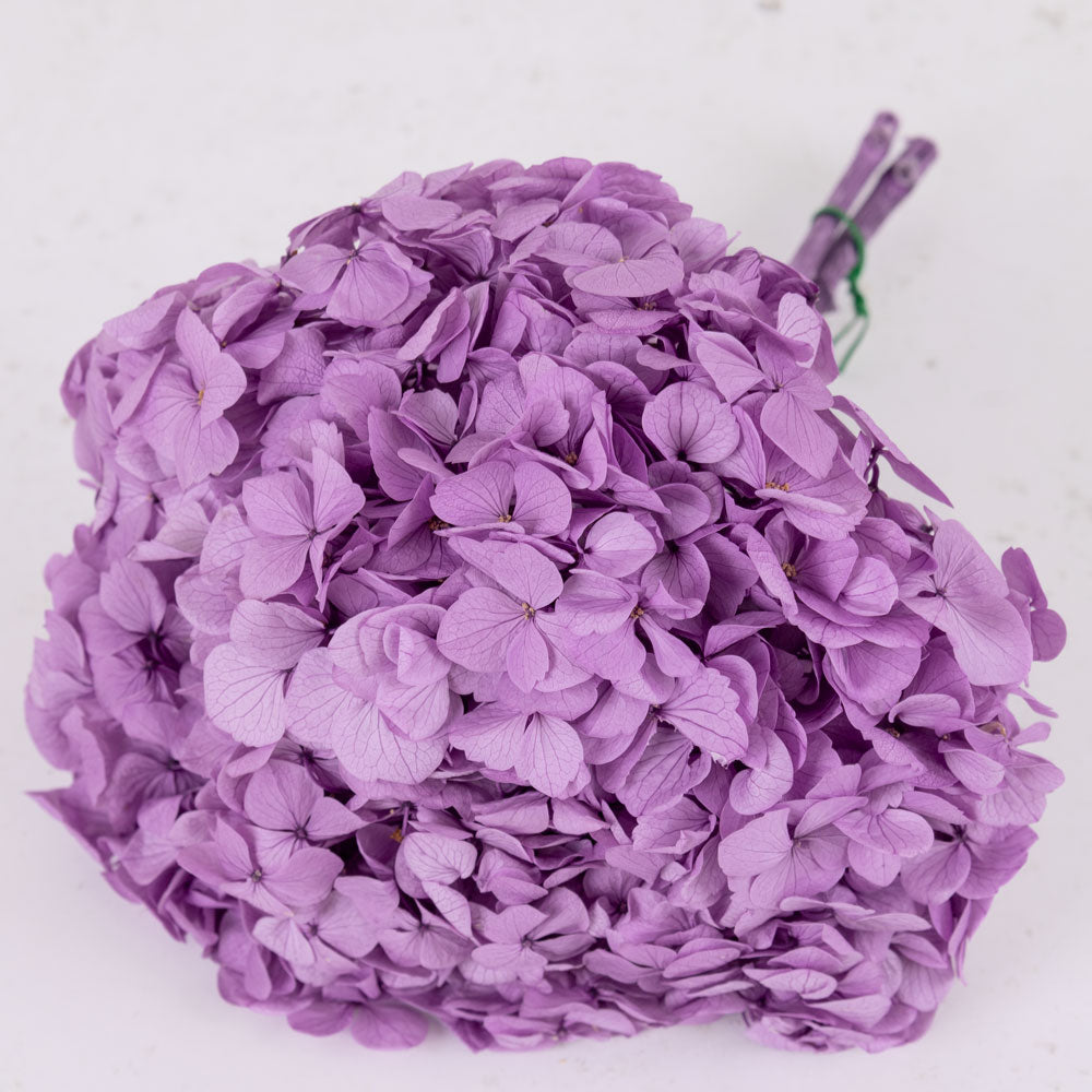 Hydrangea, Verdissimo Premium, Lavender