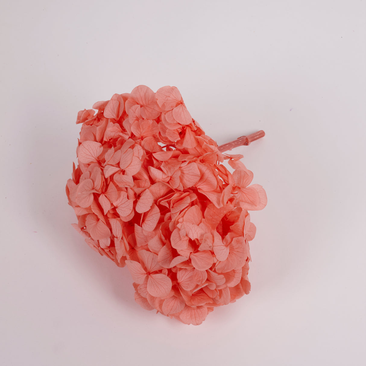 Hydrangea, (Verdissimo) Premium, Preserved, Coral Orange
