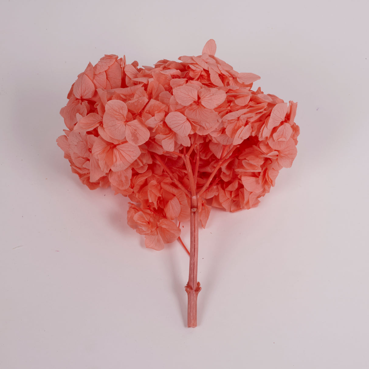 Hydrangea, (Verdissimo) Premium, Preserved, Coral Orange
