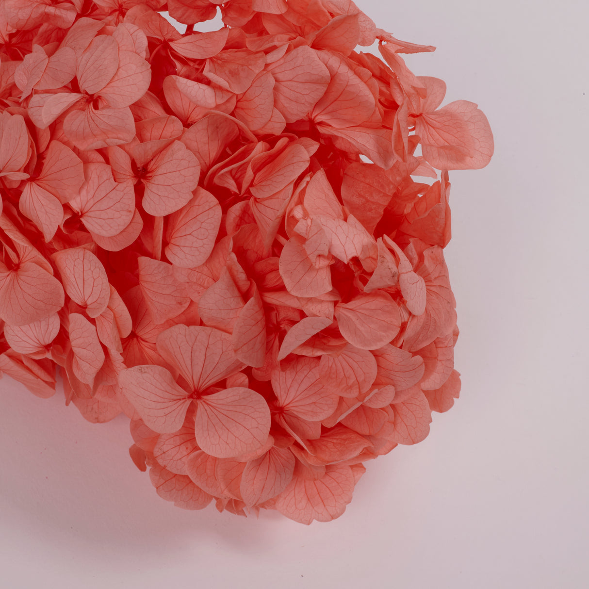 Hydrangea, (Verdissimo) Premium, Preserved, Coral Orange