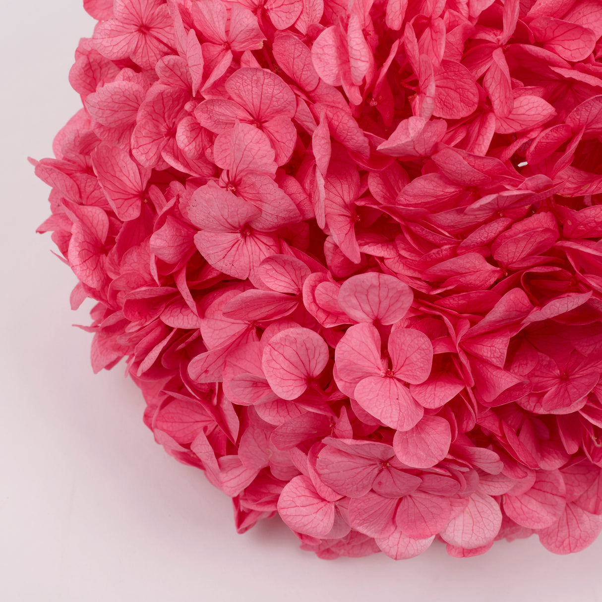 Hydrangea, (Verdissimo) Premium, Preserved, Candy Pink