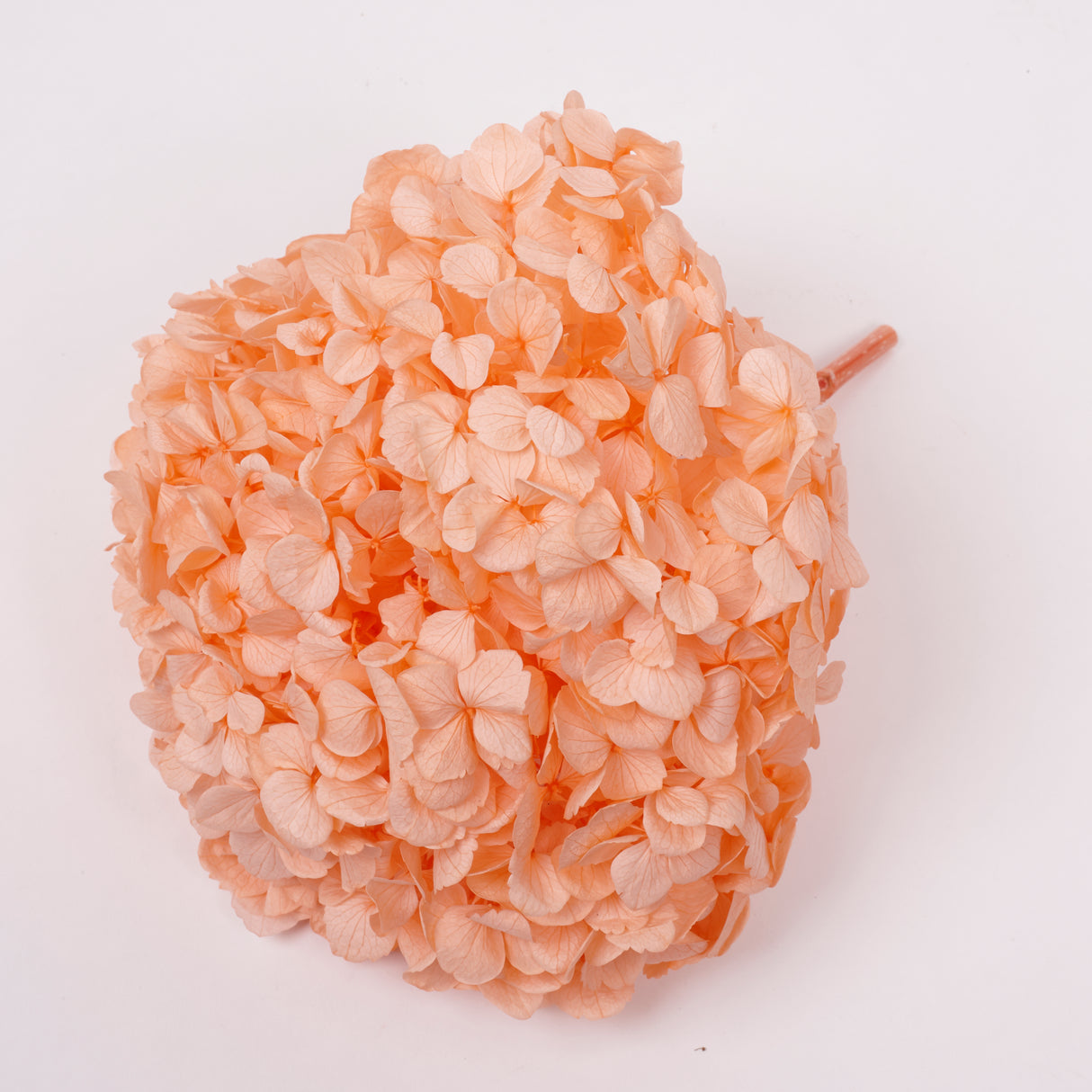 Hydrangea, (Verdissimo) Premium, Preserved, Light Orange