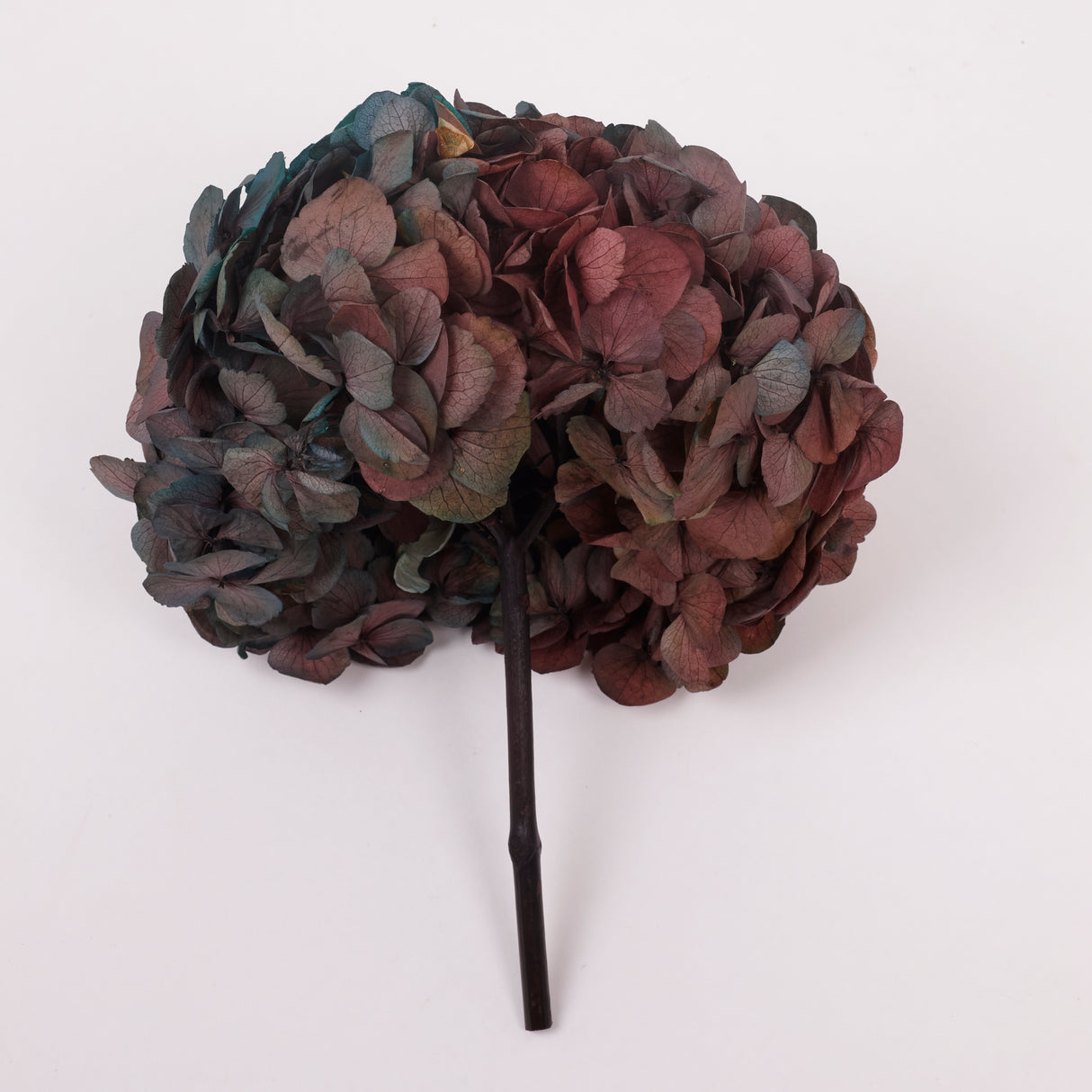 Hydrangea, (Verdissimo) Fusion, Preserved, Ocean