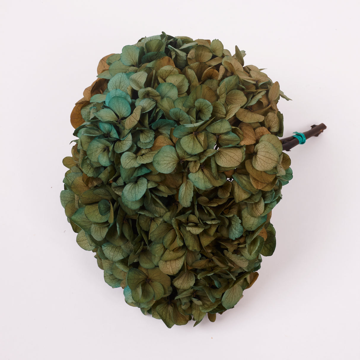 Hydrangea, (Verdissimo) Fusion, Preserved, Aurora