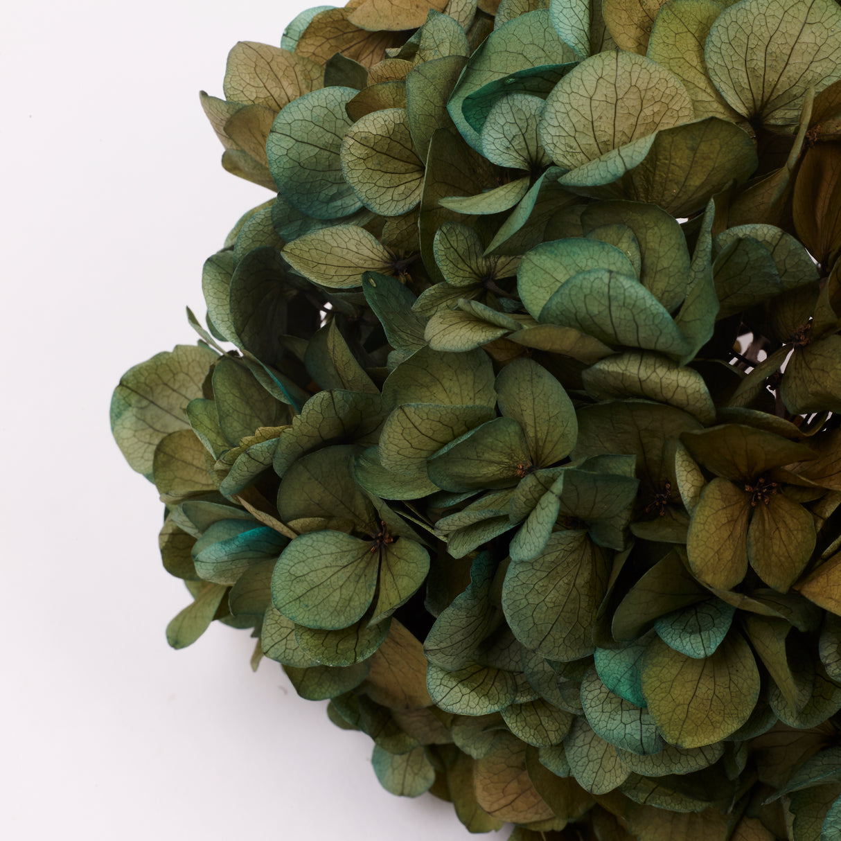 Hydrangea, (Verdissimo) Fusion, Preserved, Aurora