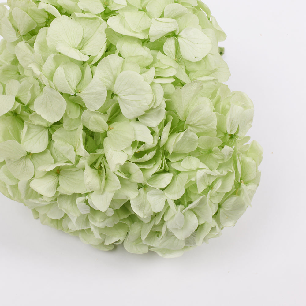 Hydrangea, (Verdissimo) Premium, Preserved, Citrus Green