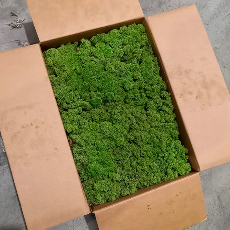 Icelandic Moss, Medium Green, 3kg