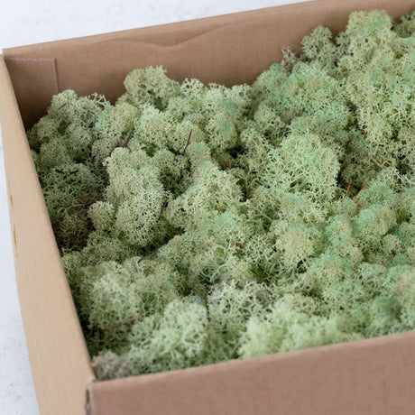 Icelandic Moss, Mint Green, 3kg