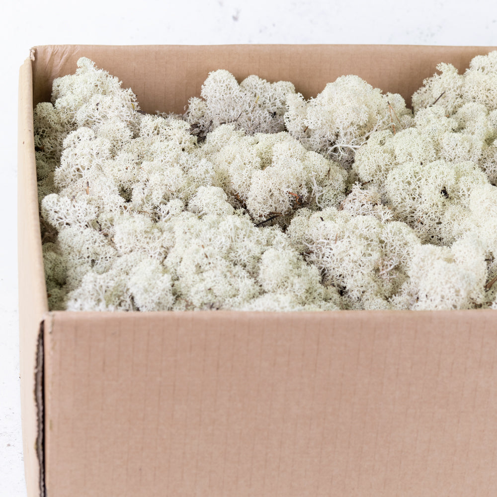 Icelandic Moss, Natural, 3kg